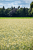 Wheat field