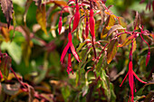 Fuchsia magellanica 'Riccartonii' plants