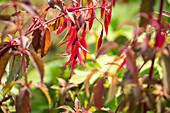 Fuchsia magellanica 'Riccartonii'