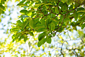 Magnolia stellata