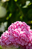 Hydrangea 'Endless Summer'®, rosa