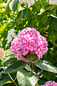 Hydrangea 'Endless Summer'®, pink
