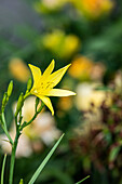 Hemerocallis, yellow