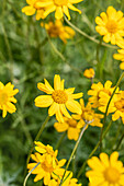 Eriophyllum lanatum