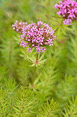 Phuopsis stylosa Purpurea