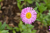 Erigeron speciosus 'Rosa Juwel'