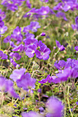 Geranium pratense 'Orion'