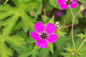 Geranium psilostemon