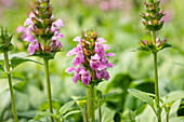 Prunella grandiflora Rosea