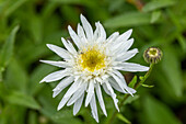 Leucanthemum x superbum, white