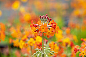 Primula x bullesiana, orange