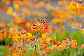 Primula x bullesiana, orange