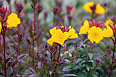 Oenothera fruticosa 'Fyrverkeri'