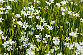 Dianthus deltoides 'Albus'