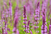 Salvia nemorosa, rosa