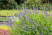 Baptisia australis