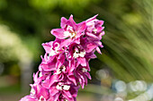 Delphinium Magic Fountains Lilac Pink White Bee