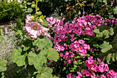Phlox paniculata, rosa