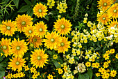 Rudbeckia hirta