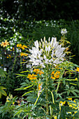 Cleome