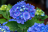 Hydrangea macrophylla, blau