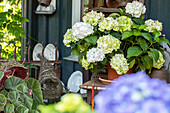 Hydrangea macrophylla, weiß