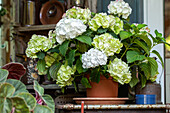 Hydrangea macrophylla, weiß