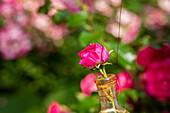 Garden decoration - Rose