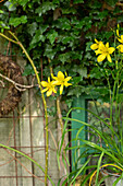 Hemerocallis citrina