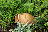 garden decoration - pitcher in fern tree