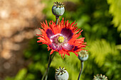 Papaver somniferum, gefranst