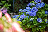 Hydrangea macrophylla, blue