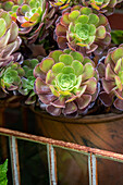 Aeonium arboreum 'Foliis purpureis' (foliage purpureis)