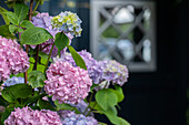 Hydrangea macrophylla, pink