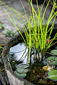 Garden impression - mini pond