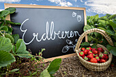 Strawberry field - board and strawberry basket