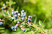 Vaccinium