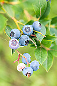 Vaccinium corymbosum