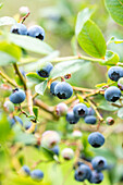 Vaccinium