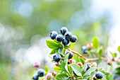 Vaccinium corymbosum