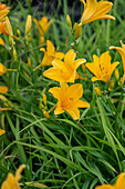 Hemerocallis 'Thumbelina