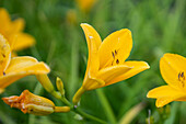 Hemerocallis 'Thumbelina'.