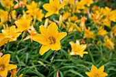 Hemerocallis Thumbelina