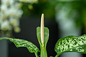 Dieffenbachia