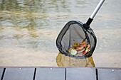 Preparing for the winter - removing leaves from ponds