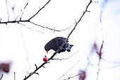 Blackbird in tree