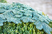 Frostschutz - Tannenzweige auf immergrünen Pflanzen