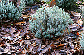 Foliage as frost protection