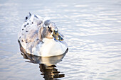 Duck in the water