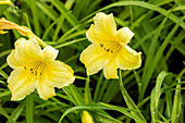 Hemerocallis 'Suzy Wong'